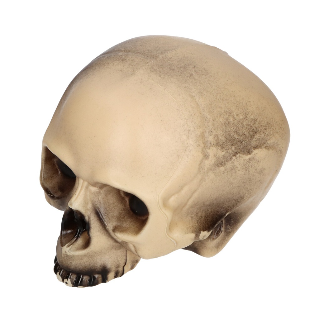Human skull without jaw - Halloween